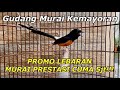 Murai Batu Prestasi Dan Gacoran Harga Bersahabat Hanya Ada Di Gudang Murai Kemayoran