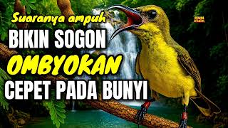Download lagu Pancingan yang bikin sogon ombyokan cepet bunyi‼️ 100% ampuh mp3