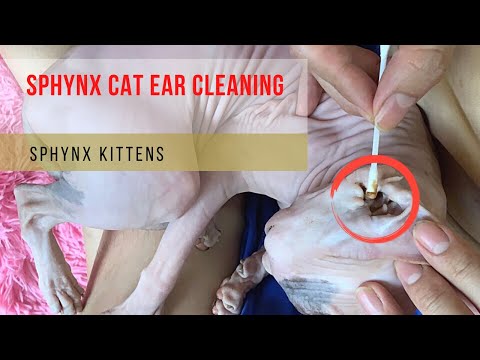 Sphynx cat ear cleaner - Sphynx cat dirty ears |Sphynx Kittens