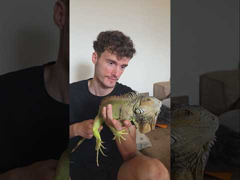 Přivezl jsem leguána. Nakonec zůstal😅🦎