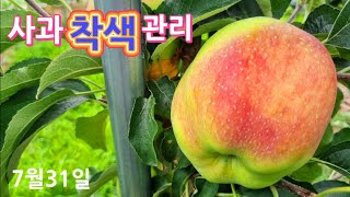 중생종 사과(홍로)착색 관리/주의사항