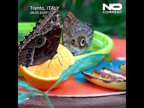 Butterfly forest helps raise awareness of biodiversity work