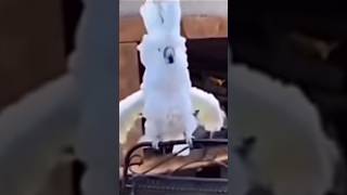 LIVE LIKE A FREEBIRD!!! #funny #comedy #laugh #freebird #rockandroll #birds