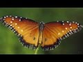 Secret Garden Silent Wings 