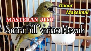Download lagu Masteran Dan Terapi Sirtu/Cipoh Paling Jitu // Full Isian Variasi mp3 Download lagu Masteran Dan Terapi Sirtu/Cipoh Paling Jitu // Full Isian Variasi mp3