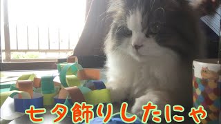 猫と七夕飾りしました！