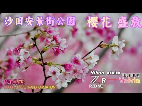 【雨中櫻花物語】沙田安景街初春櫻花・Nikon Z 配富士Velvia 色彩之雨下賞花散步