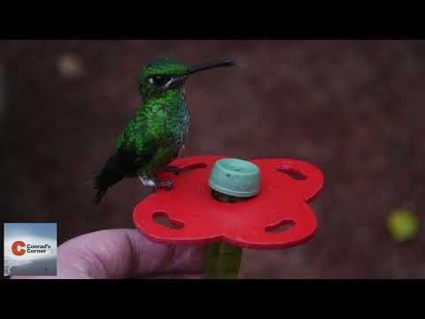 Hummingbirds - Hand Feeding in the Rainforest