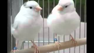 Download lagu Suara Unik Kenari Rusia Untuk Masteran mp3 Download lagu Suara Unik Kenari Rusia Untuk Masteran mp3