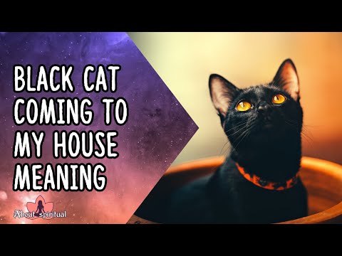 Black Cat Coming To My House Meaning