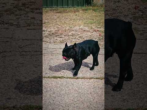 French Bulldog puppy for sale