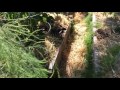 Community Garden Plot June 4 2017