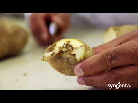 Managing Fusarium in Potatoes