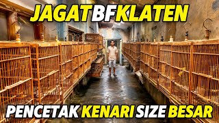 Download lagu CANARY BREEDERS‼️Visit JAGAT BF KLATEN... mp3
