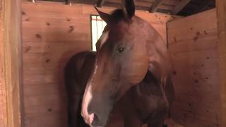 August Torsilieri Discusses Preparation for the 2017 Devon Fall Classic Welcome Stake