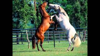 El Corrido de Rafael Rios - El Komander Estudio (2013)