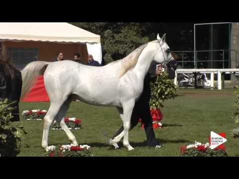 N.24 AL AYAL MONISCIONE - Arezzo 2015 - 3 year old colts (Class 3)