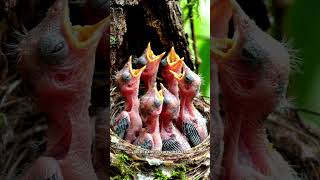 Download lagu Burung Gagak-Robin Oriental: 28 Hari dari Telur hingga Penerbangan Pertama | Burung Penyanyi yang Bersarang di Taman Anda #Sh mp3
