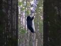 "Bear Climbs Tree After Arrow Shot 😱?❓ #bearcall #hunting #hunthowdown #wildlife #bearhunting