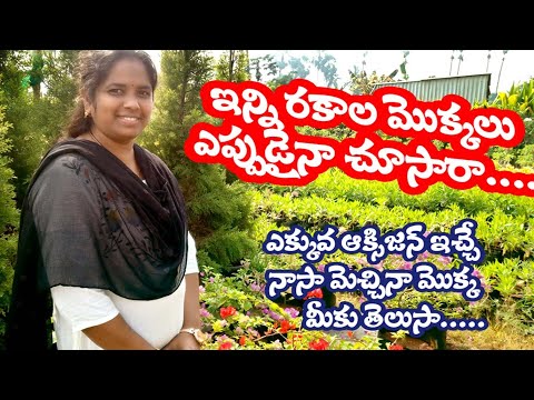 BEST NURSERY | Beautiful and Rare Plants | Penamaluru | Tejasri nursery | SREE Vantillu & Vlogs