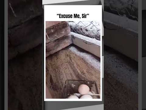 Bro Caught in 4K #memes #funny #shorts