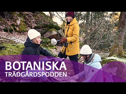Botaniska trädgårdspodden - Följ med bakom kulisserna