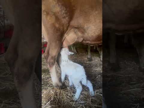 Kalabalığın İçinde Annesini Değil, Merhameti Buldu! #taşköprü