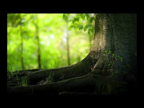 Video thumbnail for Verwirklichung