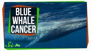 Why Don&#39;t All Blue Whales Have Cancer?