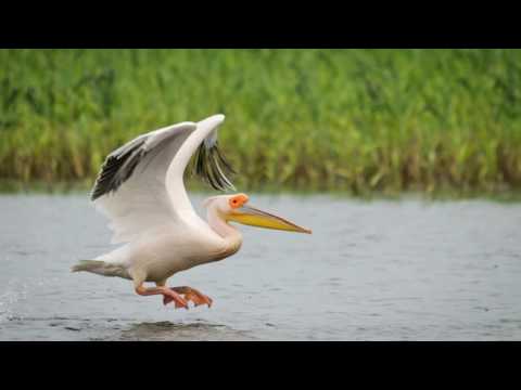 EP02 - Delta Dunarii