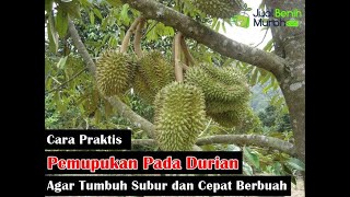 Download lagu Pengaplikasian Kepada Buah Durian menggunakan Eco ... mp3