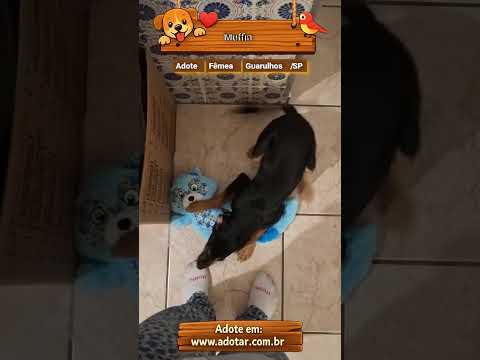 Vídeo de Muffin