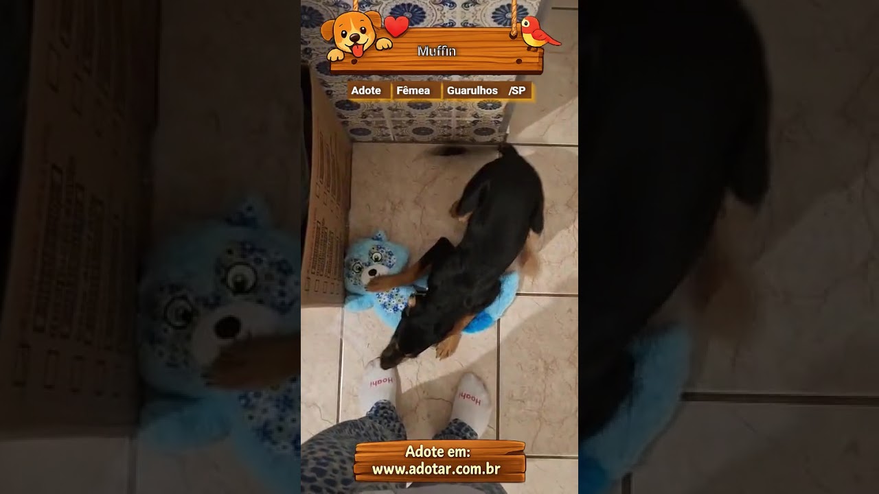 Cachorro raça SRD-ViraLata idade 2 a 6 meses nome Muffin