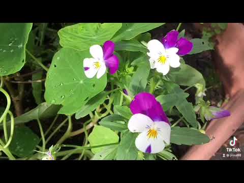 Flowers in autumn garden