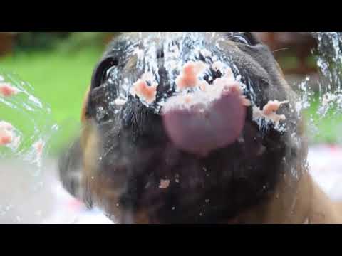 Bulli e la pulizia  dei vetri