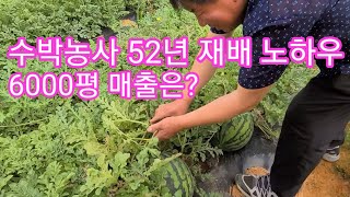 수박농사 52년 재배노하우 및 6000평 매출은 얼마나 될까요?