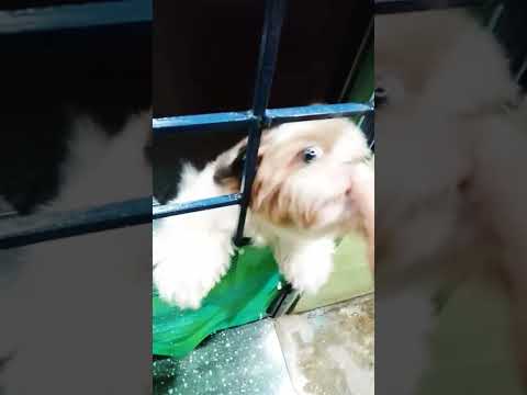 Ang happy na si Gie dogie