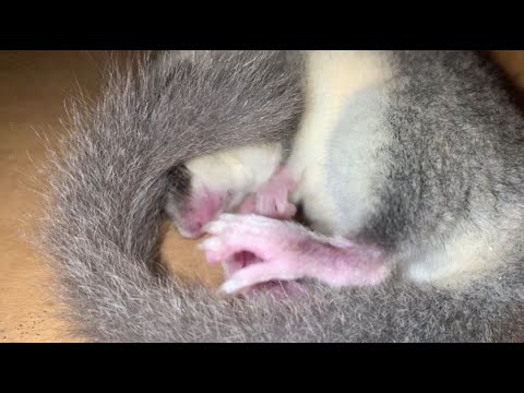 Förster Klaus: Schlafmütze in der Schublade - Waldgruß #68