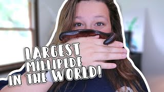 African Giant Millipede EASY Set Up! // My New Pet Invertebrate!
