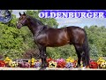 TOP Beautiful Oldenburg Horse in the World
