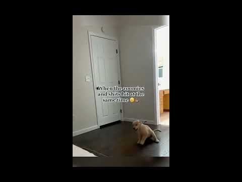 Funny Pets #dog #pets #cat #funny #funnyvideo #fun #shorts