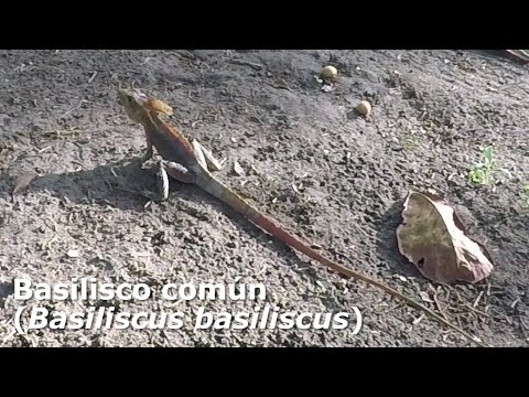 Basilisco común (Basiliscus basiliscus) | Costa Rica