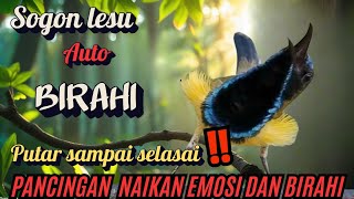 Download lagu “Pancingan Sogon Biar Birahi Naik! Bahan Dijamin Gacor”❗pancingan sogon gacor ngleper❗ mp3
