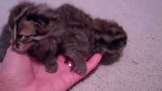 Asian Leopard Cat Cubs (2 Weeks Old)