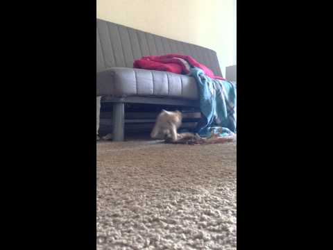 Kitten charge!