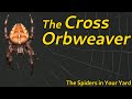 the cross orb weaver the spiders in your yard