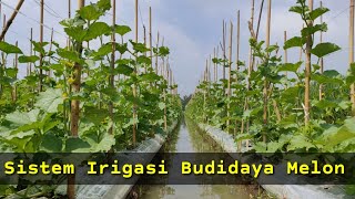 Download lagu Sistem Irigasi Budidaya Melon Saat Musim Penghujan mp3