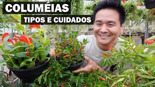 Miniatura do vídeo