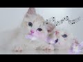 【No Ads】Sweet harp music that cats like🌊Music for cats to relax, listen to the gentle sound of water