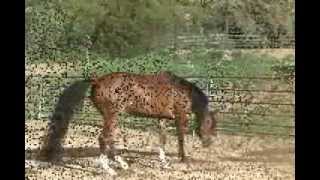 preview picture of video 'Brown Arabian Mare'